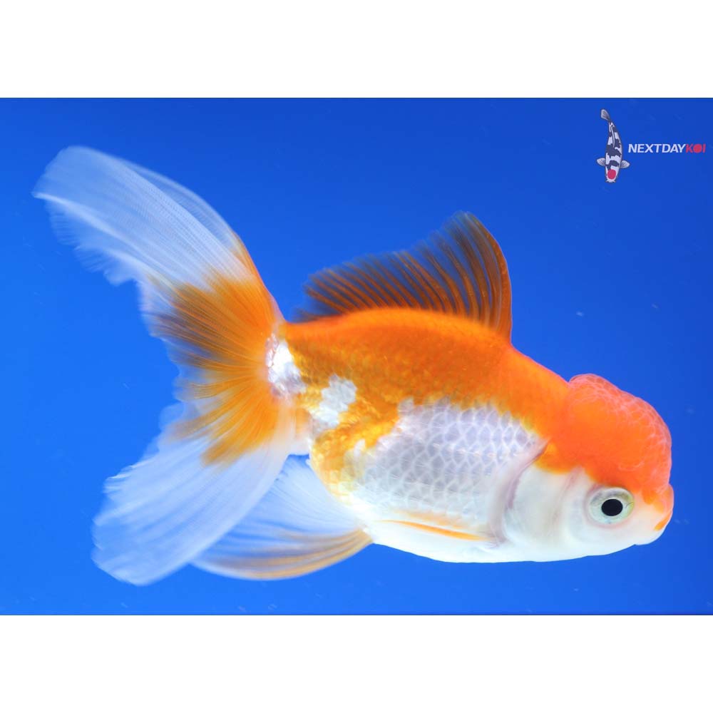 4” Imported Red and White Oranda