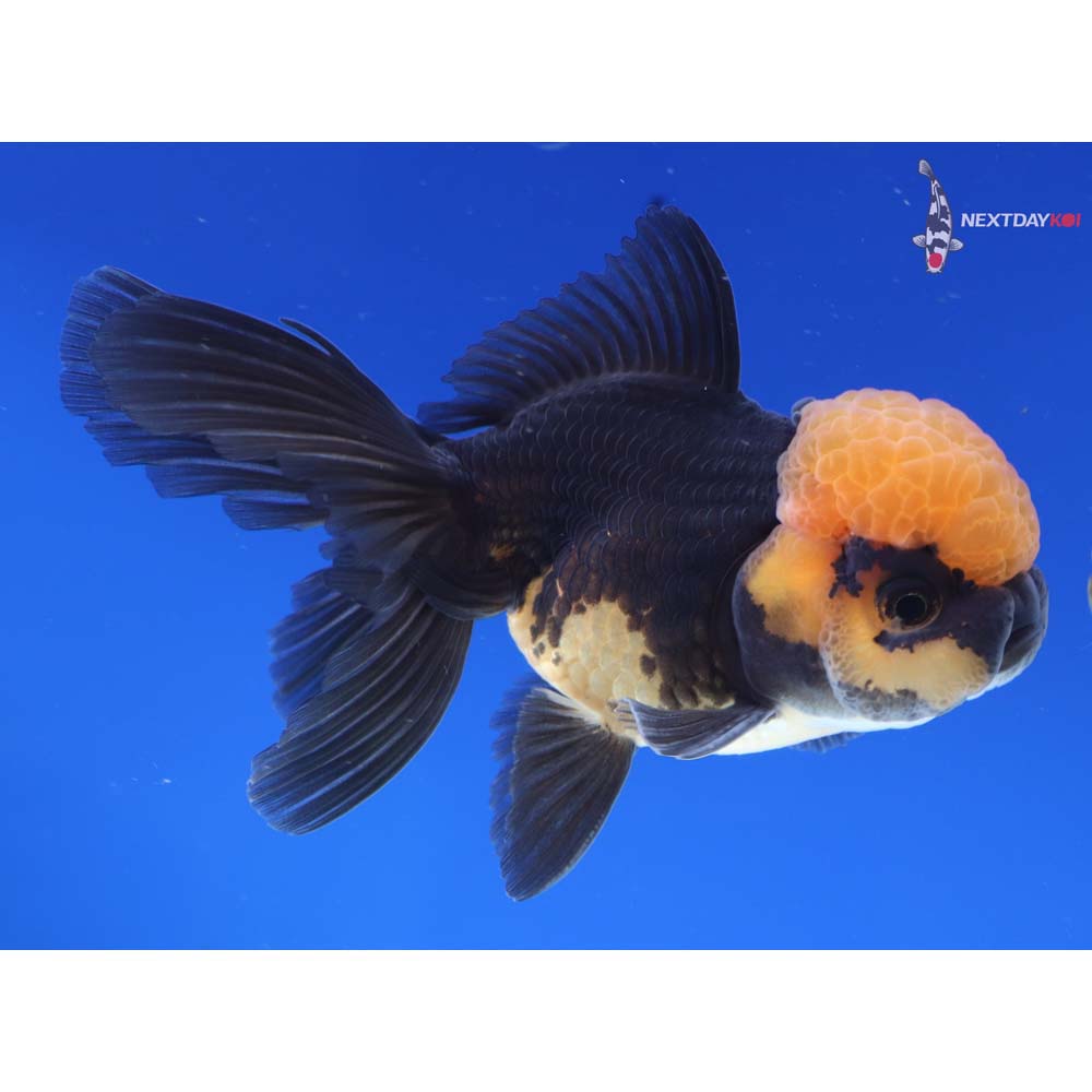 4” Imported Male Red and Black Oranda