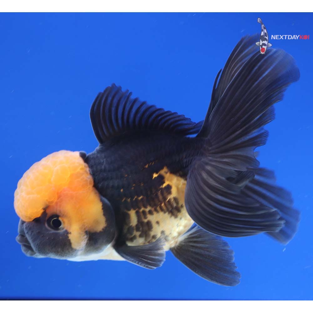 4” Imported Male Red and Black Oranda