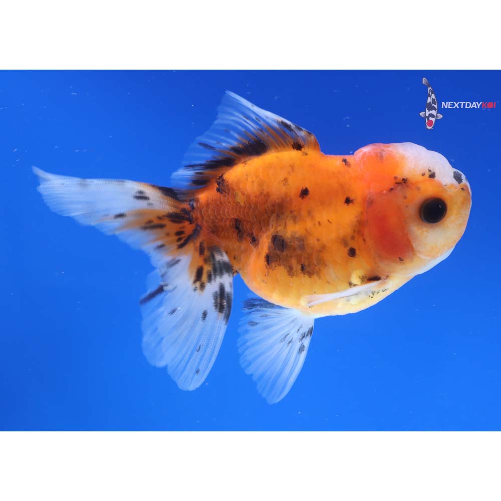 4” Imported Calico Oranda