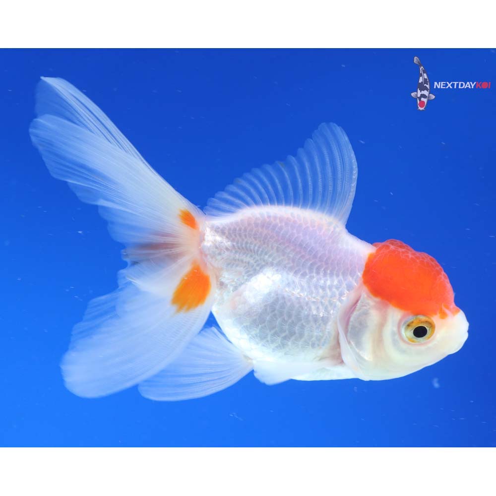 4” Imported Red and White Oranda