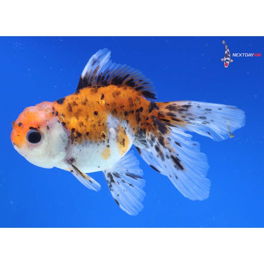 4” Imported Calico Oranda