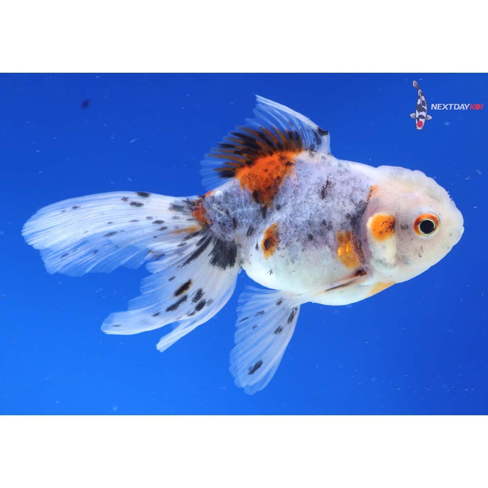4.5” Imported Calico Oranda