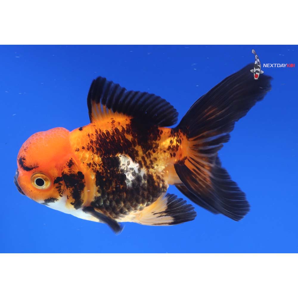 4” Imported Calico Oranda