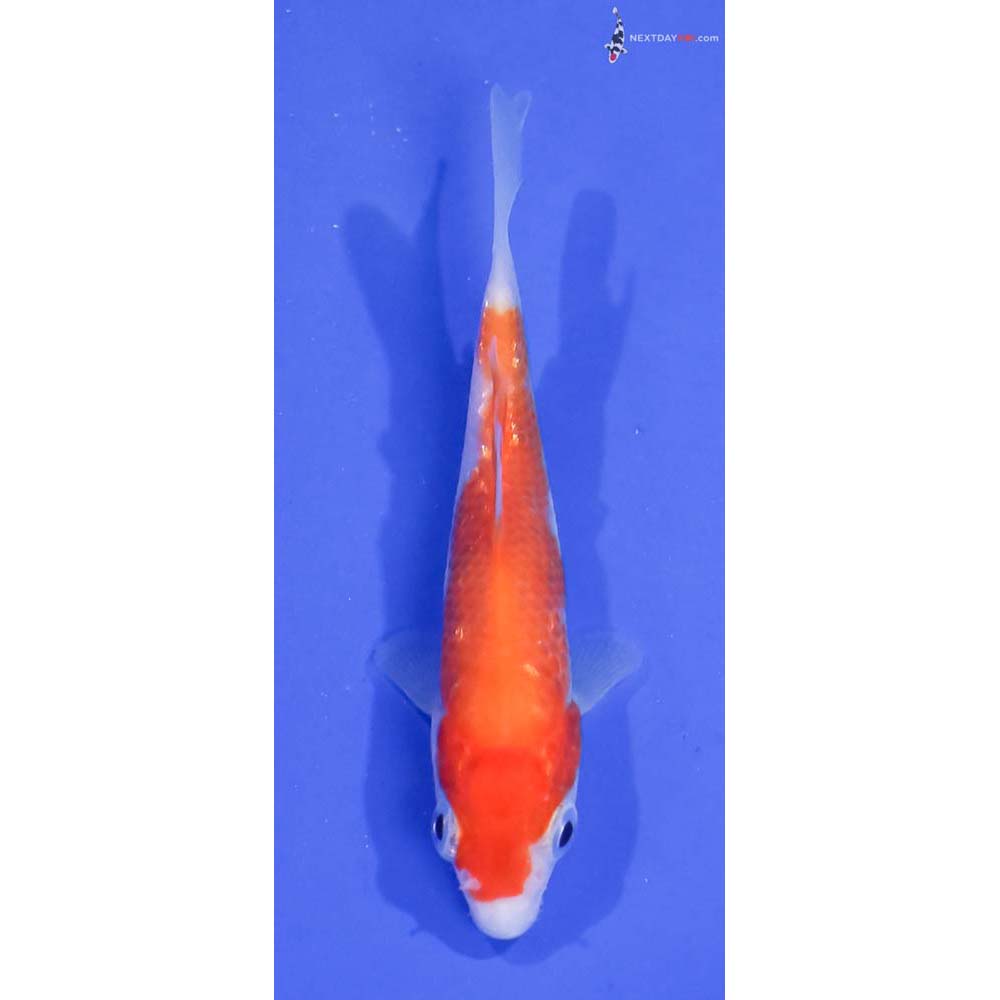 3.5” Imported Kohaku