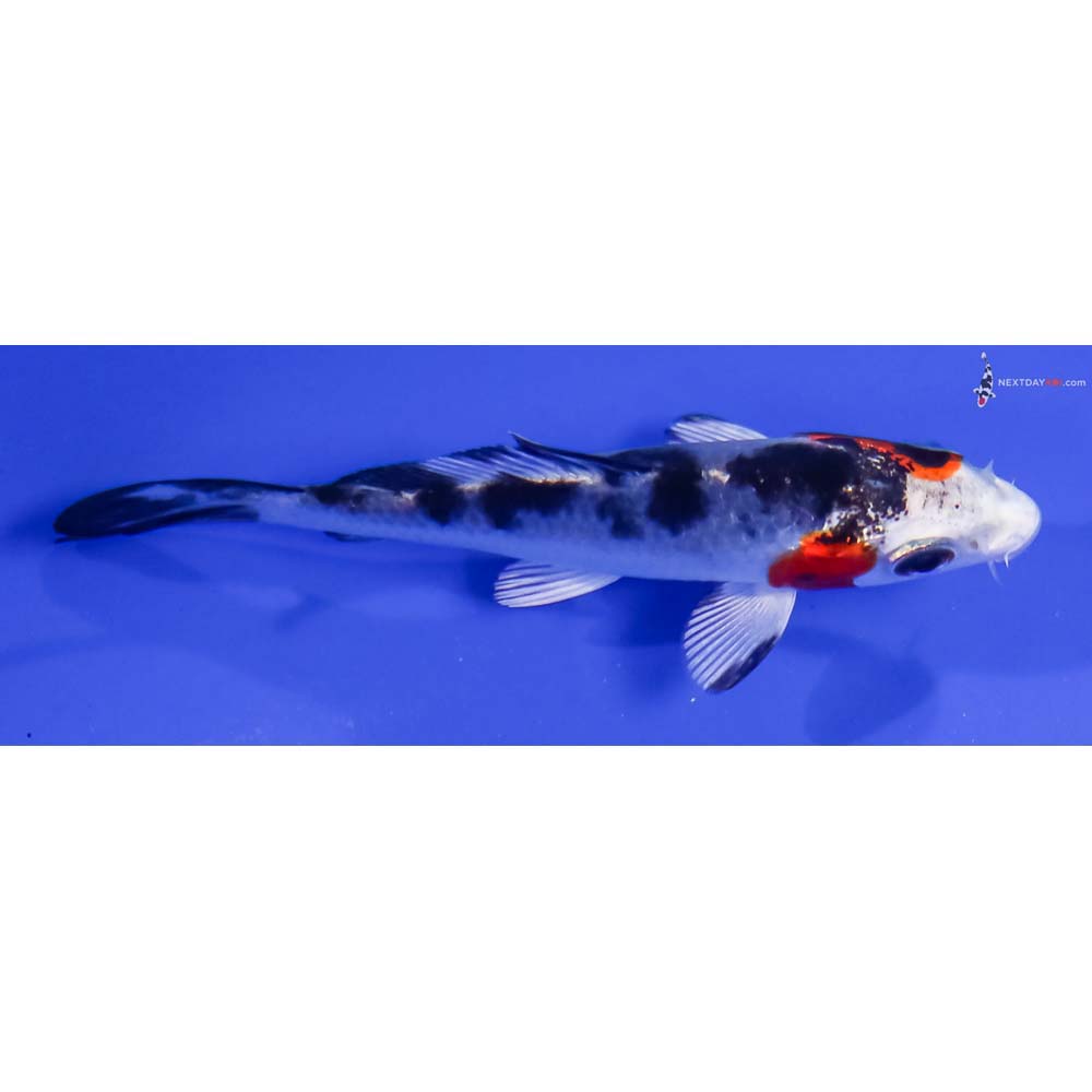 3.5” Imported Yamato Nishiki