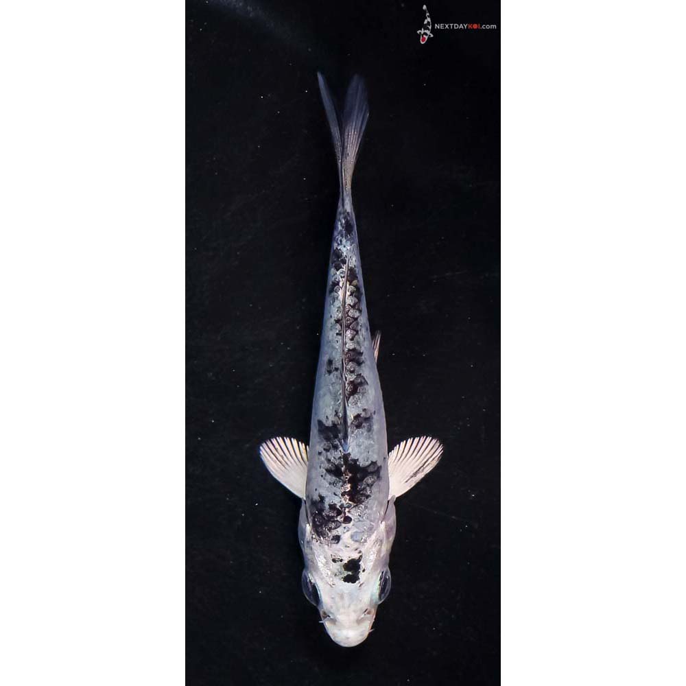 3.5” Imported Blue Gin Shiro Bekko