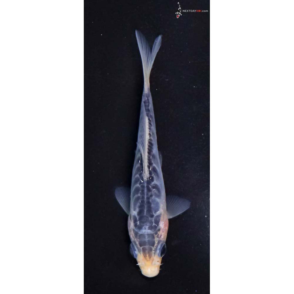 3.5” Imported Shusui