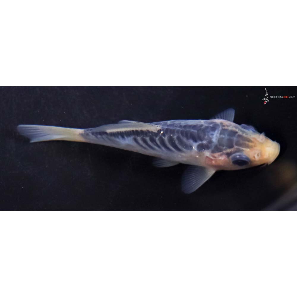 3.5” Imported Shusui