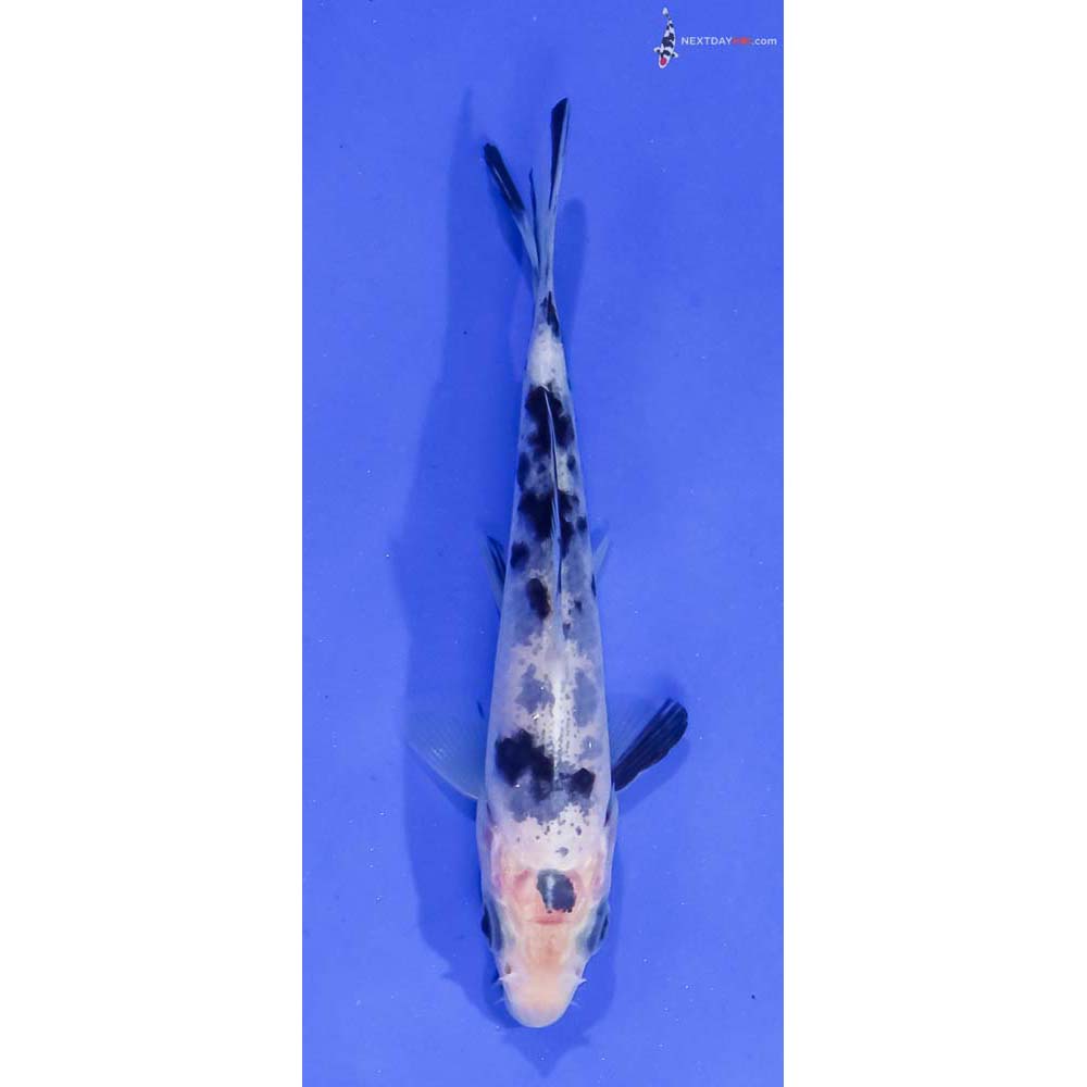 4” Imported Shiro Bekko