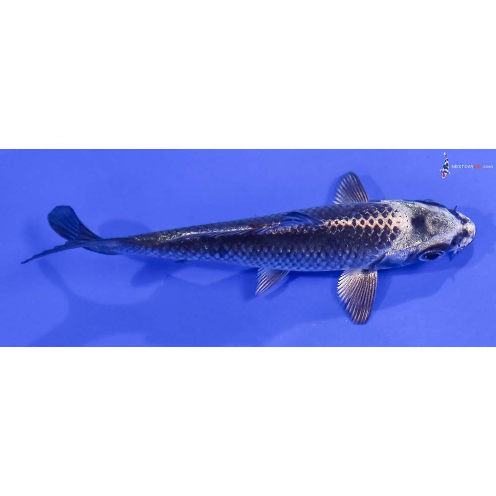 4” Imported Gin Matsuba