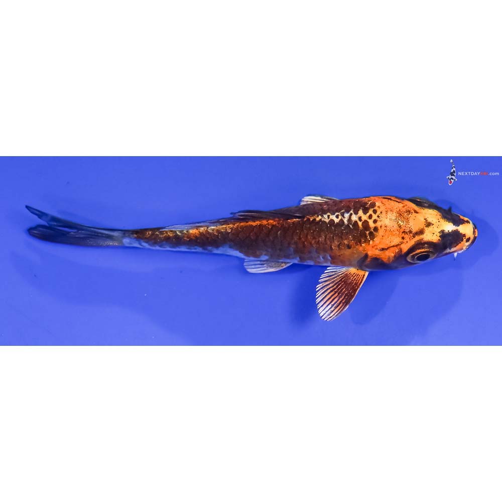 3.5” Imported Kujaku