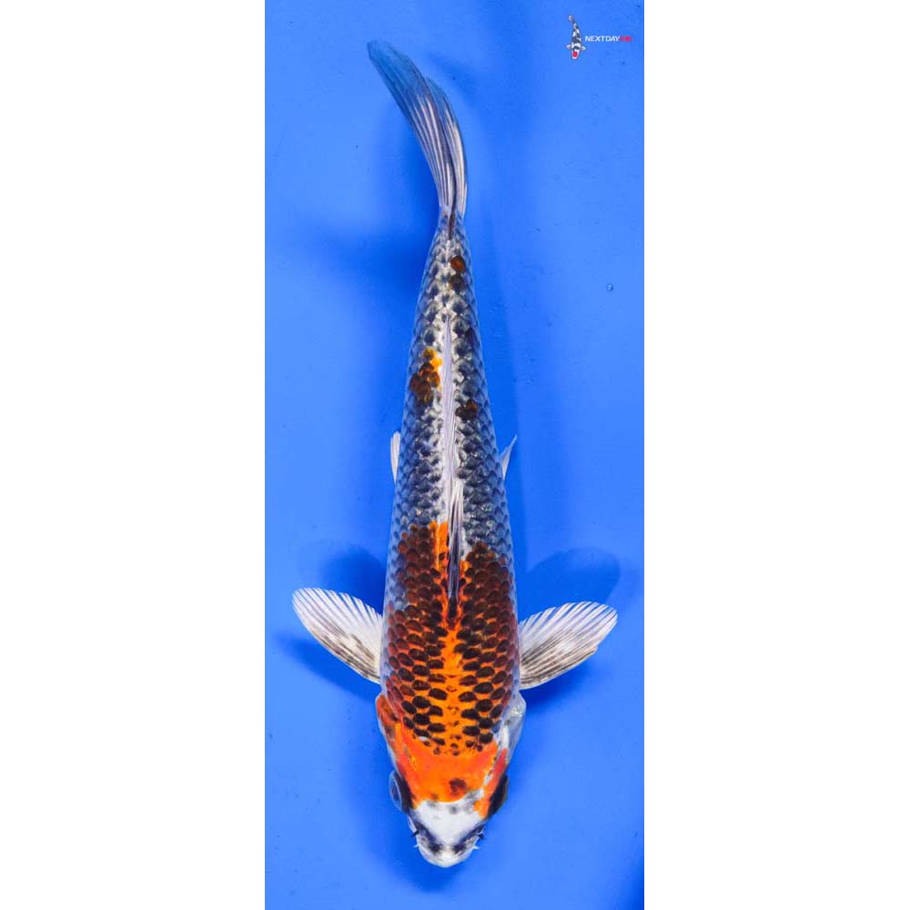 8” Imported Kujaku