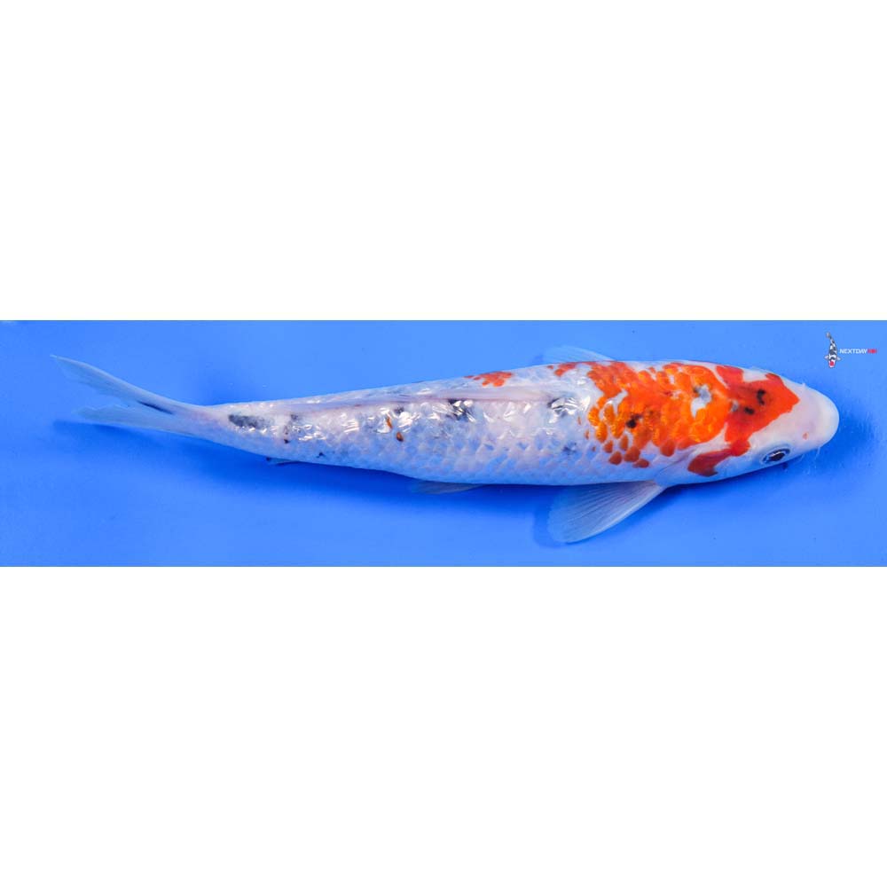 8” Imported Gin Rin Sanke