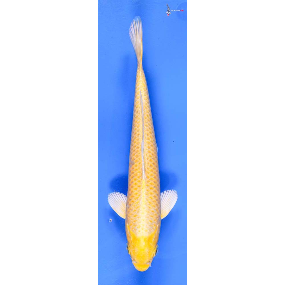 8” Imported Yamabuki Ogon