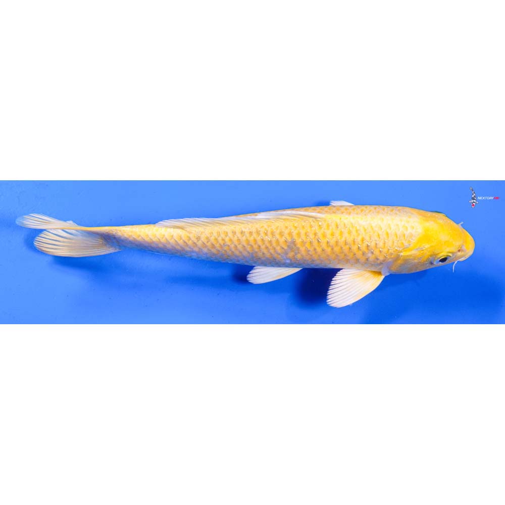 8” Imported Yamabuki Ogon