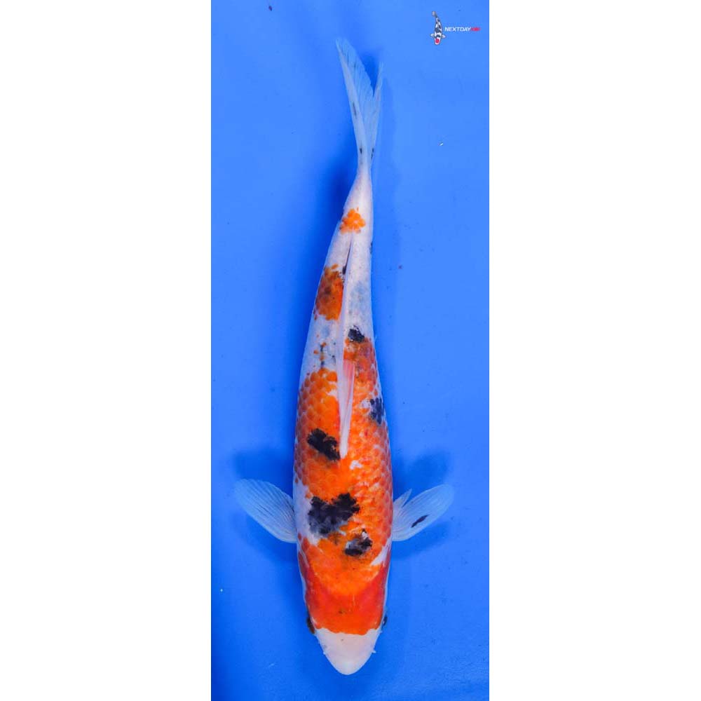 8.5” Imported Sanke