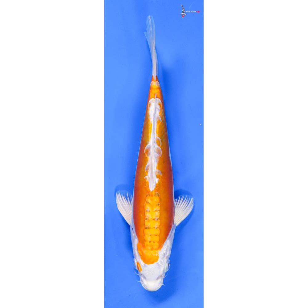 8.5” Imported Kikusui