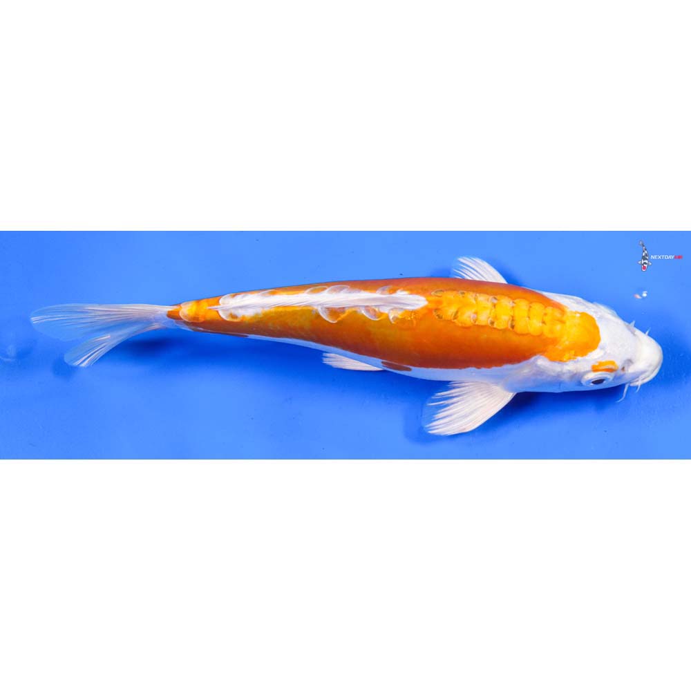 8.5” Imported Kikusui