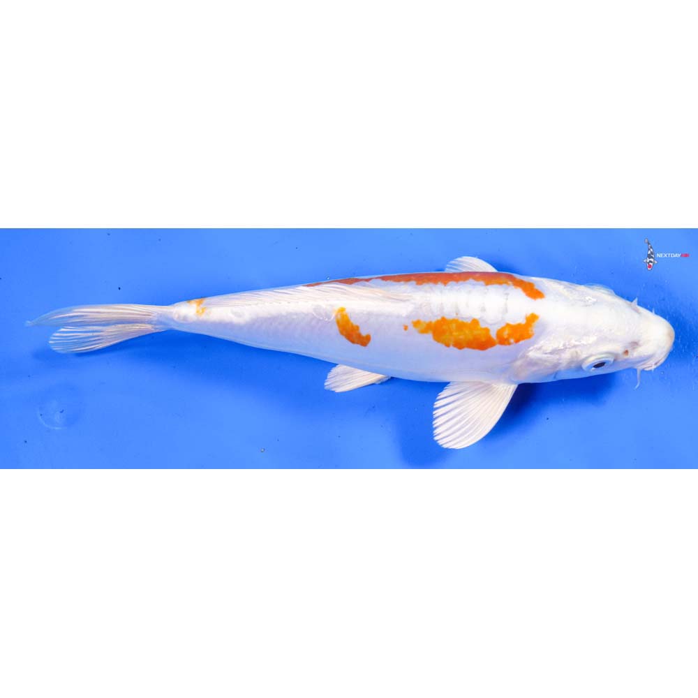 8.5” Imported Kikusui