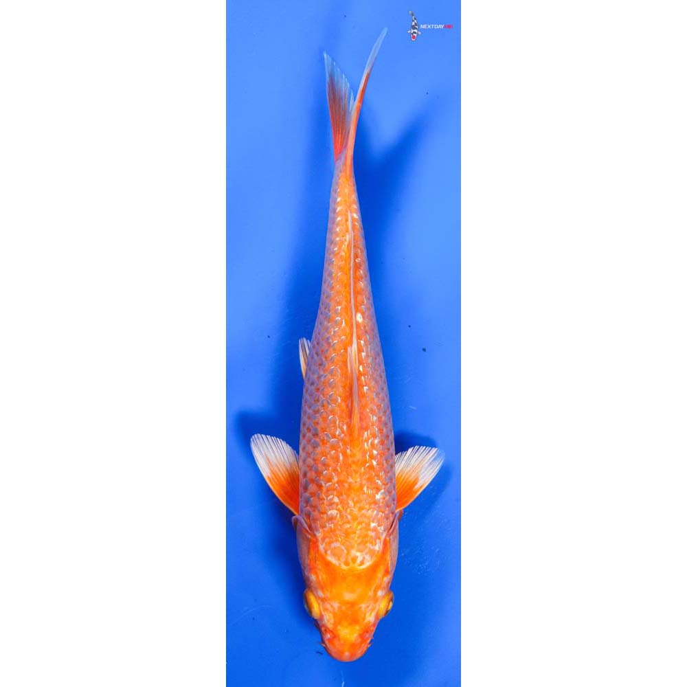 9” Imported Gin Rin Hariwake