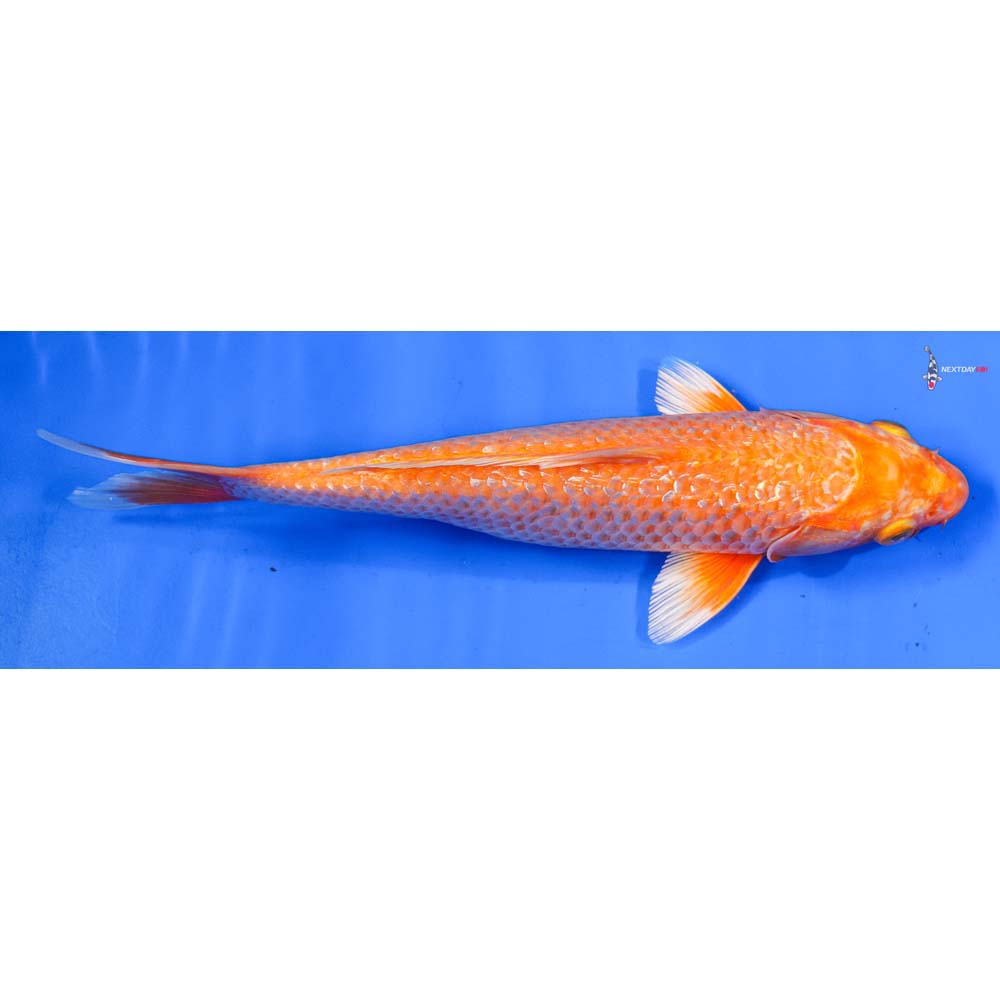 9” Imported Gin Rin Hariwake