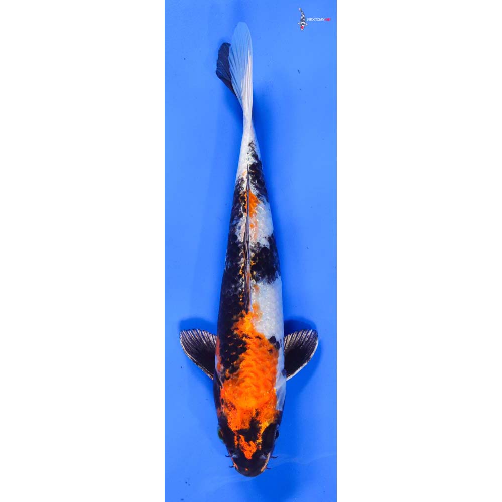 9” Imported Kin Showa