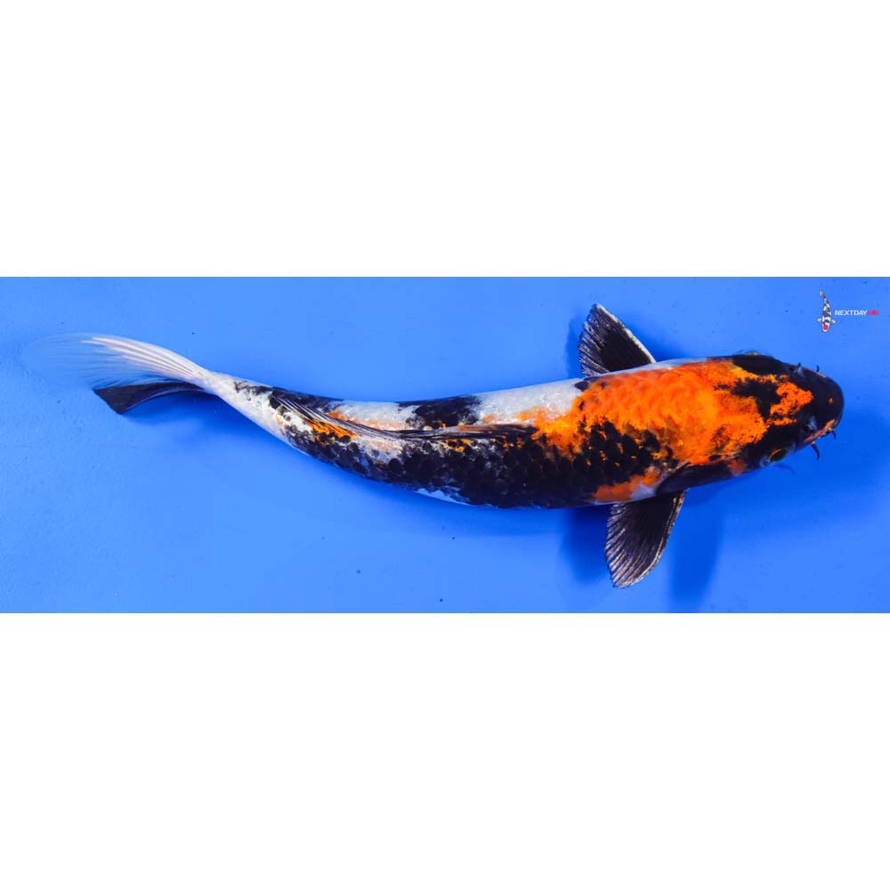 9” Imported Kin Showa