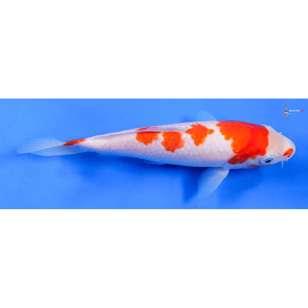 8” Imported Kohaku