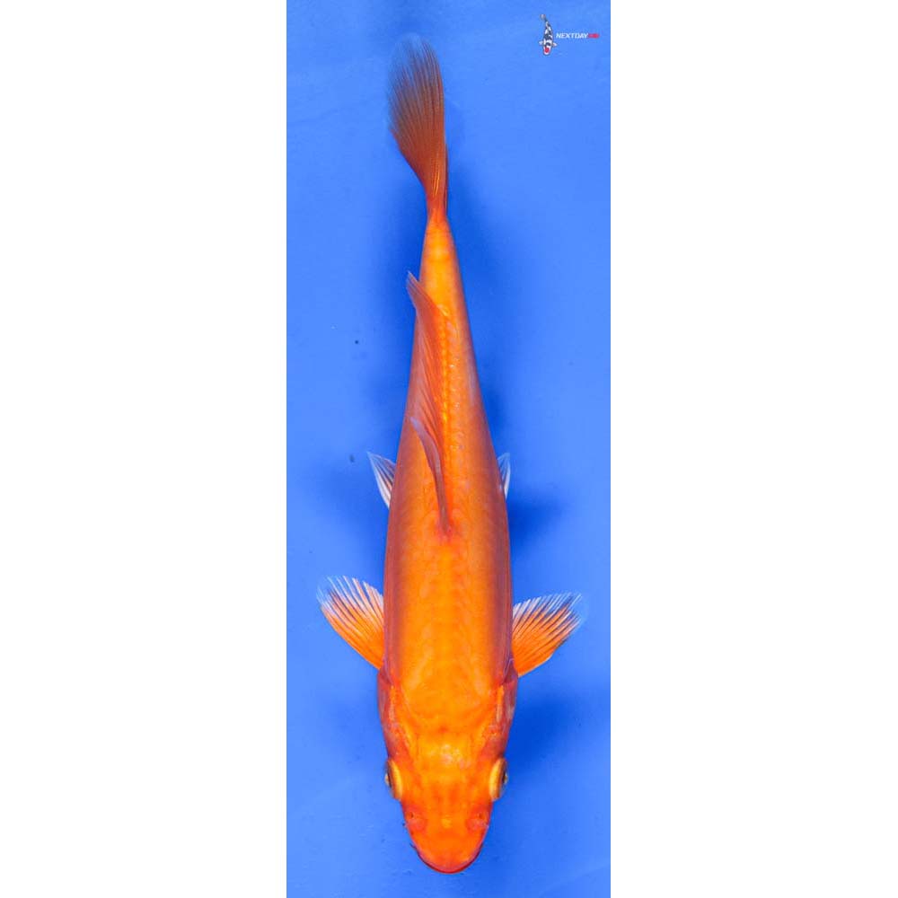 6.5” Imported Doitsu Orenji Ogon