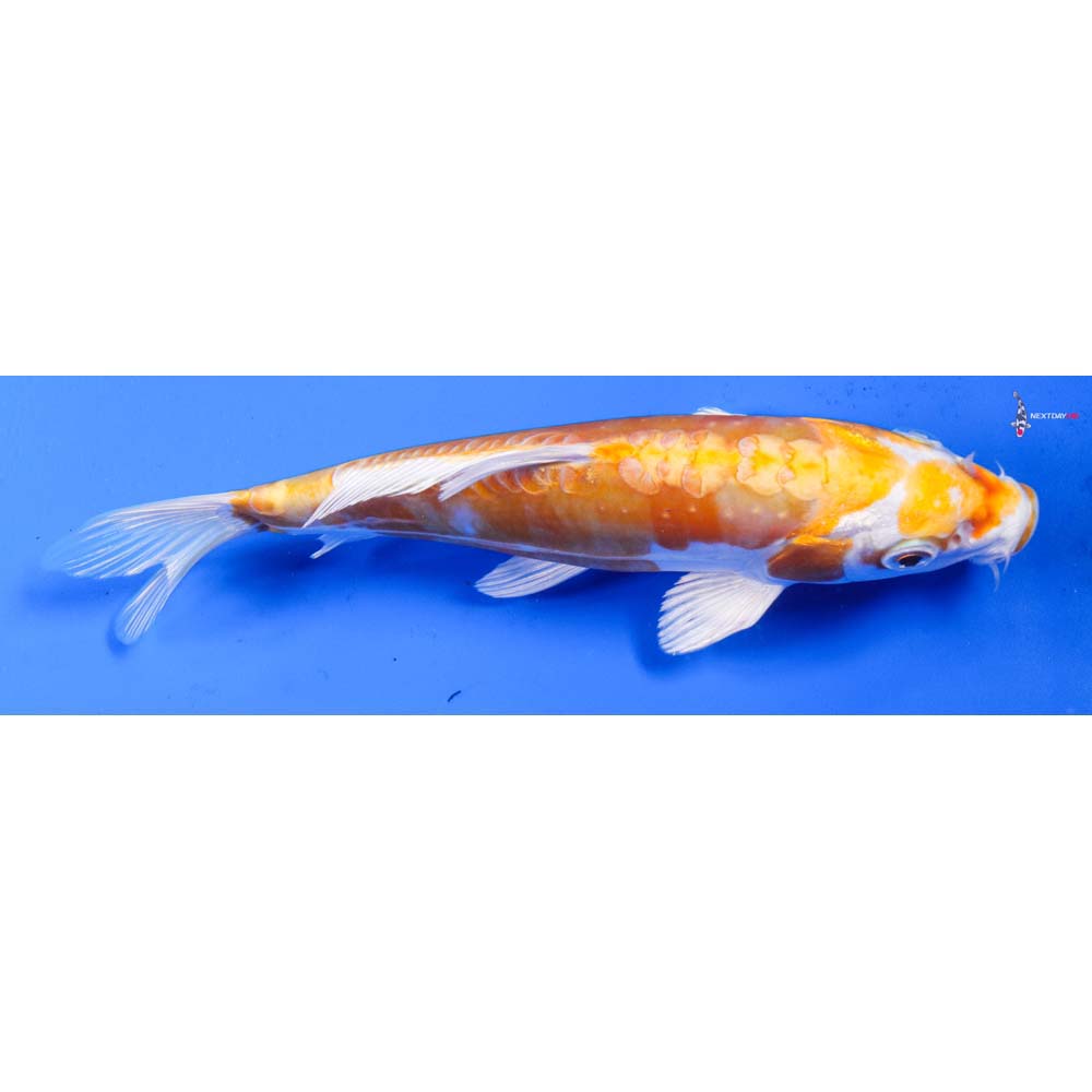 7” Imported Kikusui