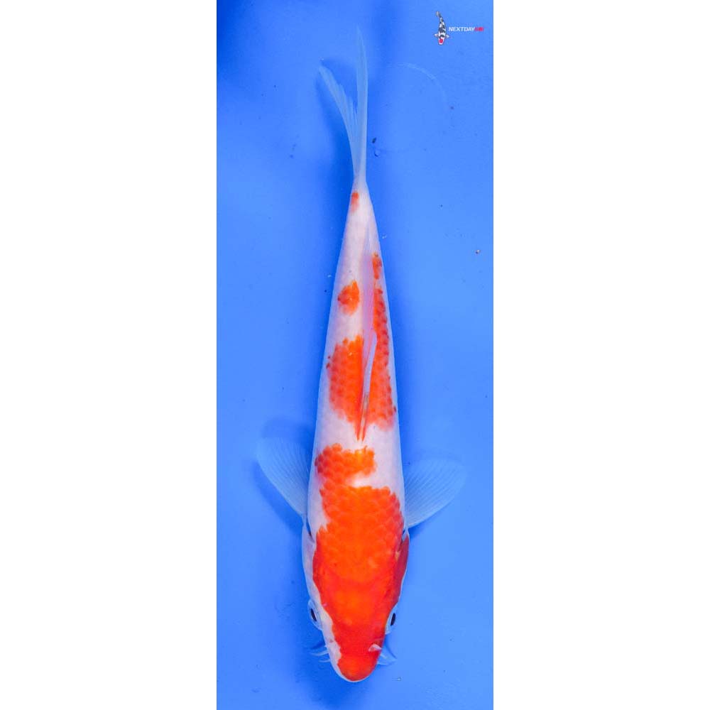 7” Imported Kohaku