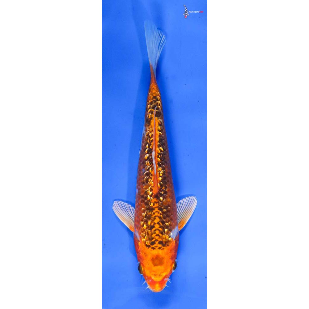 7” Imported Gin Rin Kujaku