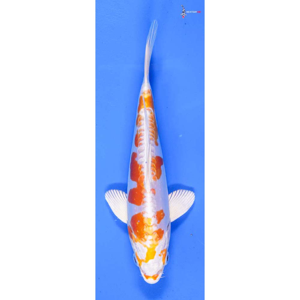 7” Imported Kikusui