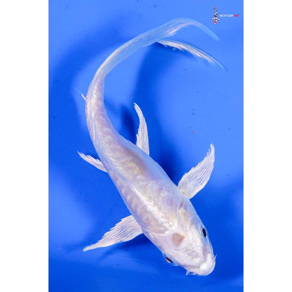 4” Imported Kikusui Butterfly Koi