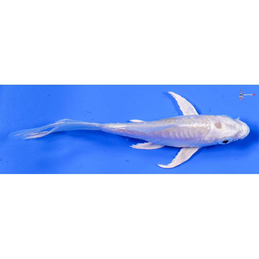 4” Imported Kikusui Butterfly Koi