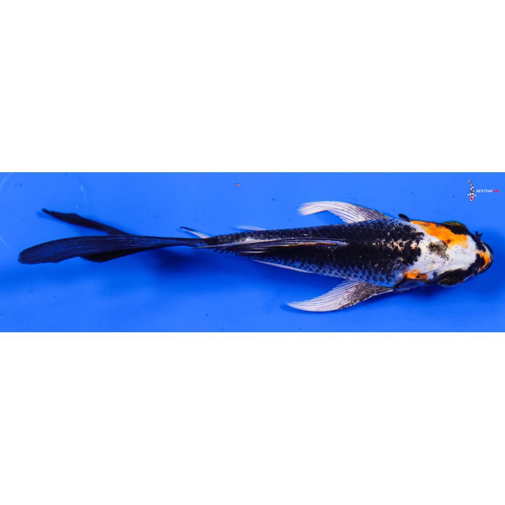 4” Imported Kujaku Butterfly Koi