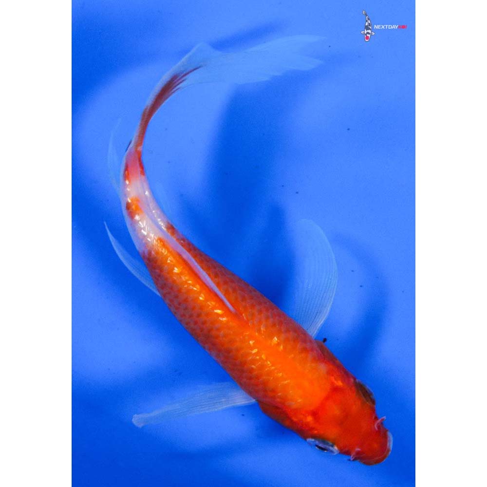 4.5” Imported Gin Rin Kohaku Butterfly Koi