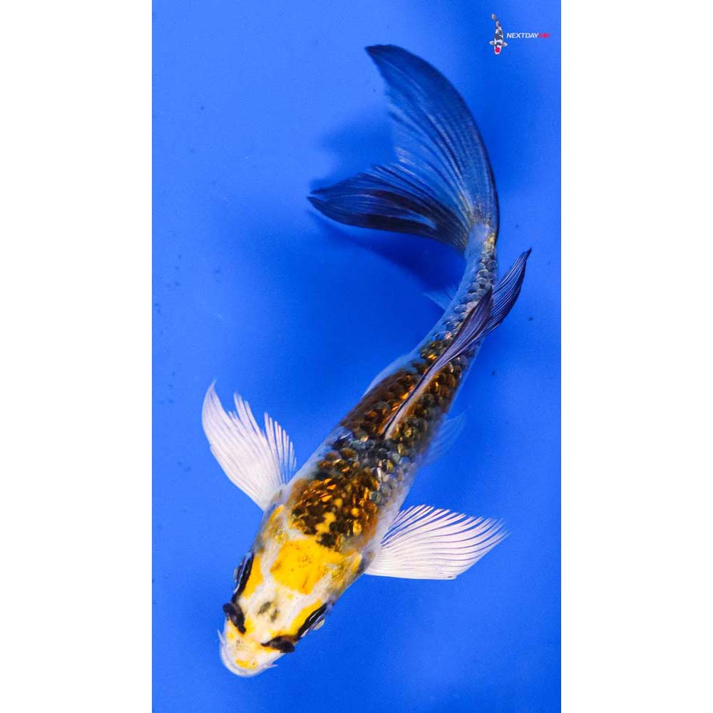 4” Imported Gin Rin Kujaku Butterfly Koi