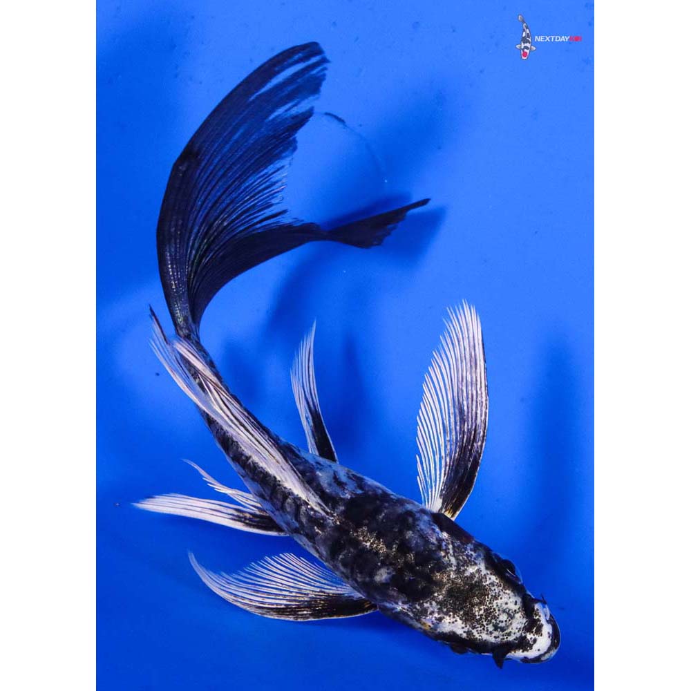 4.5” Imported Kin Kikokuryu Butterfly Koi