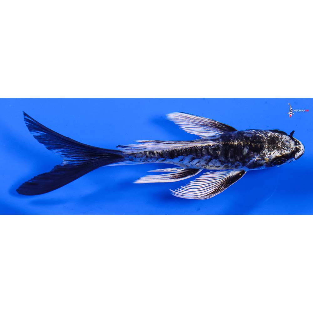 4.5” Imported Kin Kikokuryu Butterfly Koi