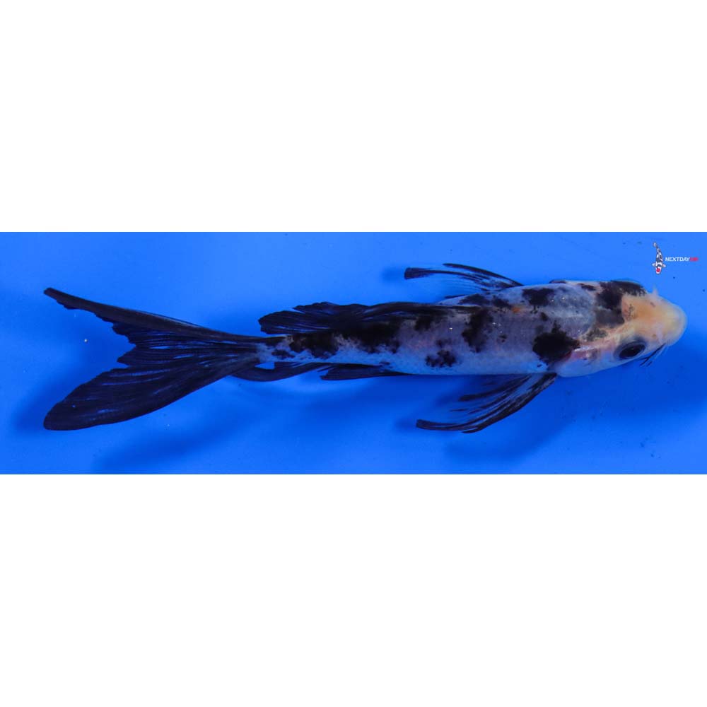 4.5” Imported Sanke Butterfly Koi