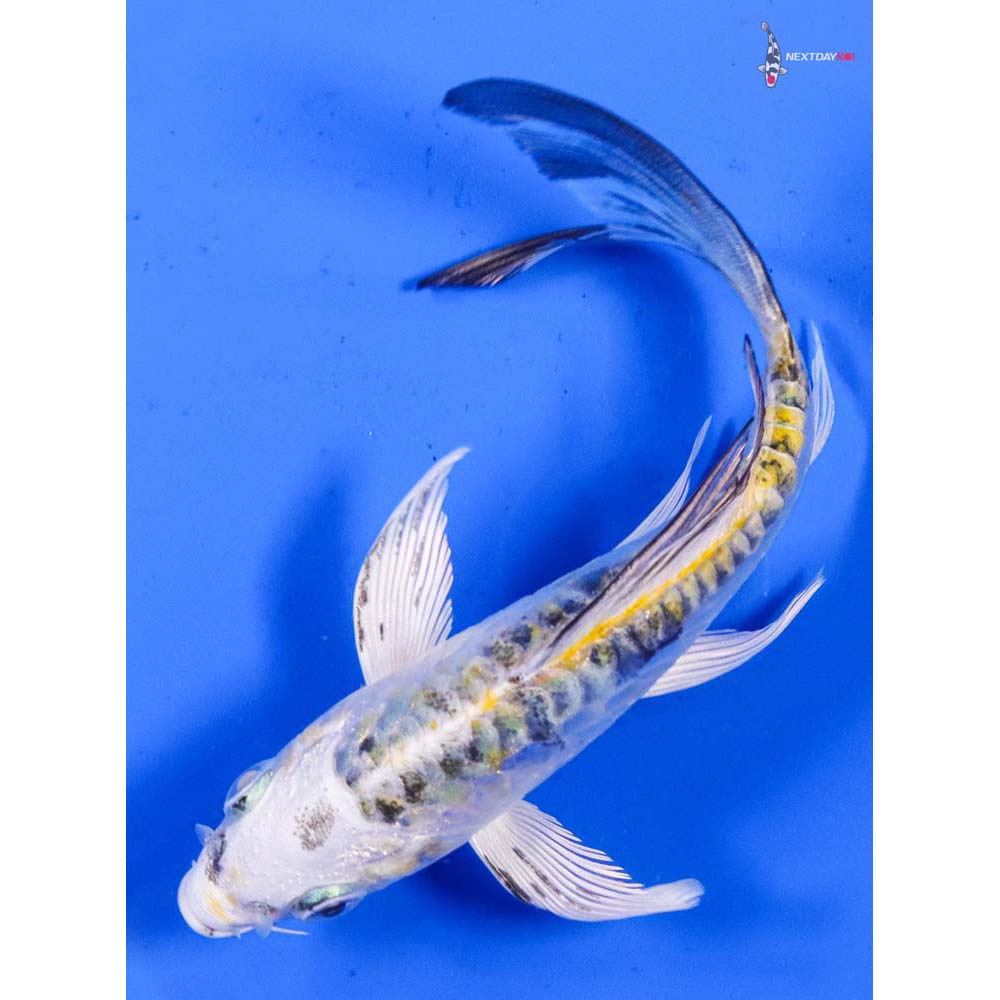 4.5” Imported Heisei Nishiki Butterfly Koi