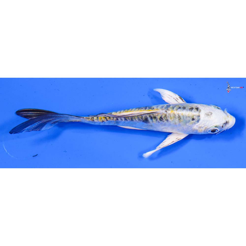 4.5” Imported Heisei Nishiki Butterfly Koi