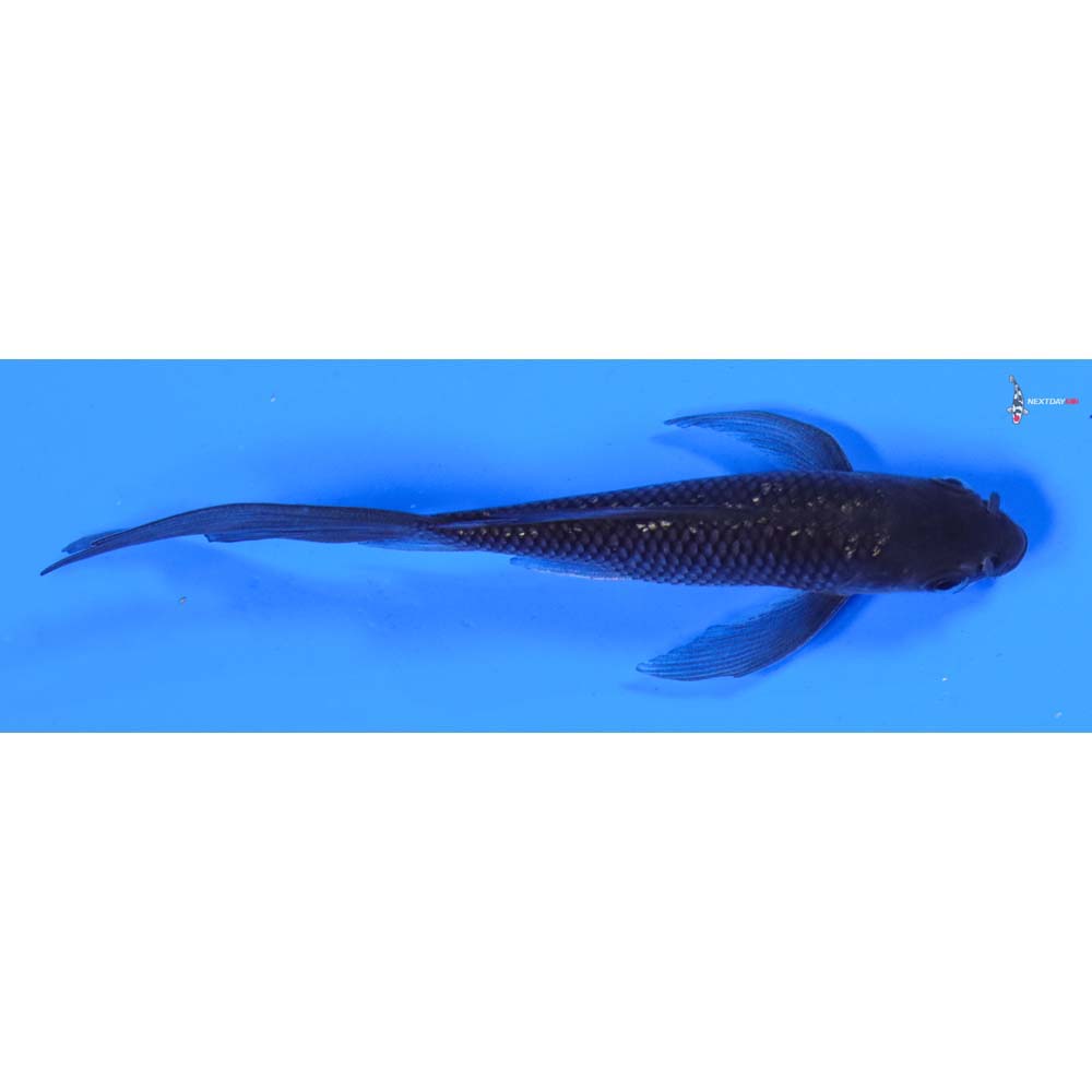5” Imported Gin Rin Soragoi Butterfly Koi