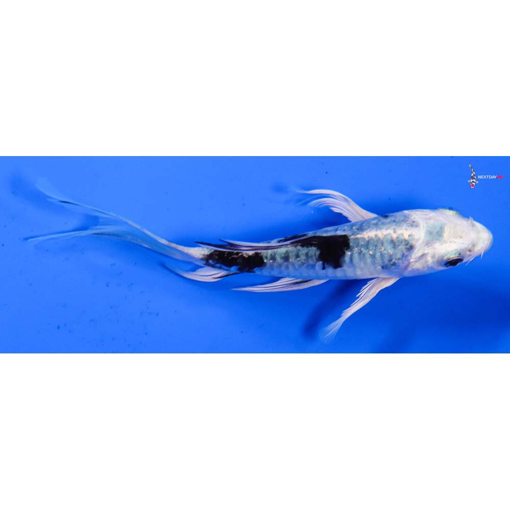 5” Imported Doitsu Gin Shiro Bekko Butterfly Koi