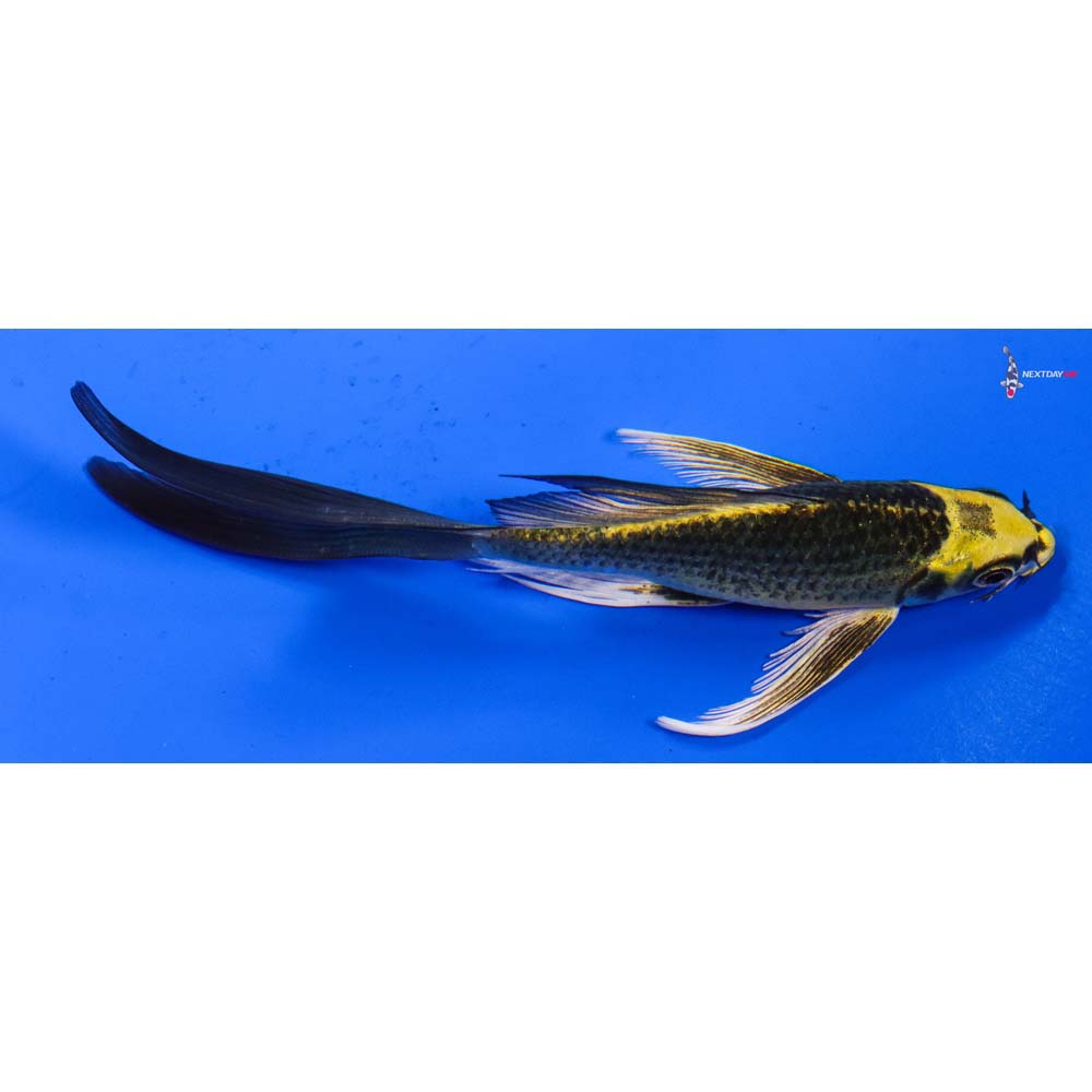 5” Imported Ki Matsuba Butterfly Koi