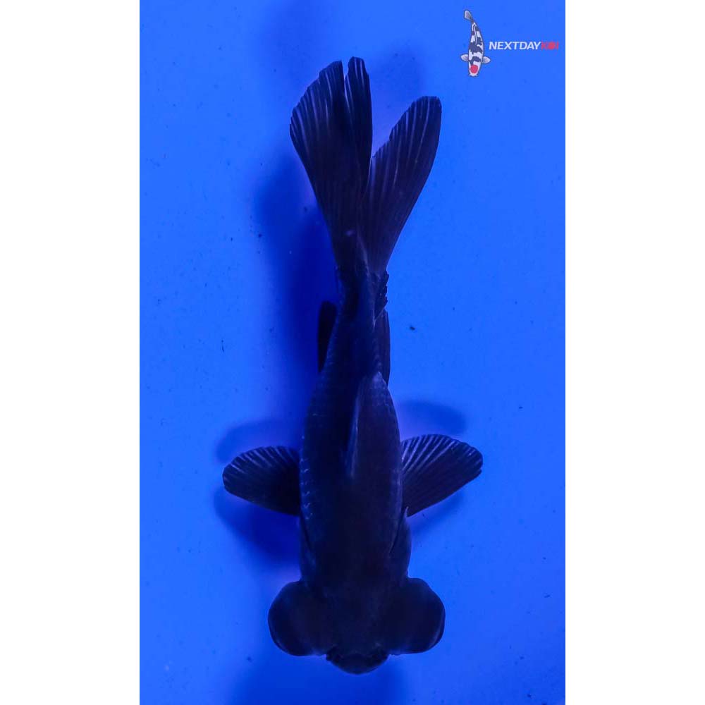 3” Imported Black Telescope Fantail