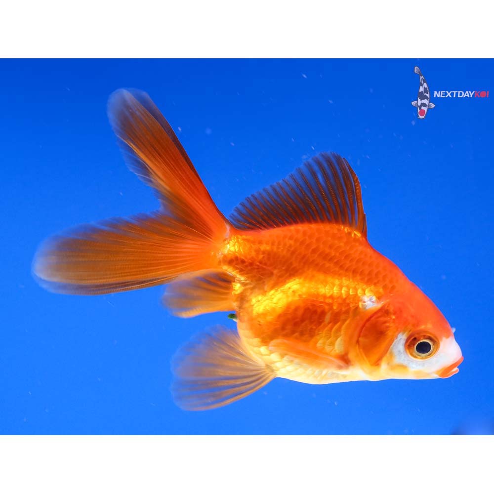 3” Imported Red and White Ryukin