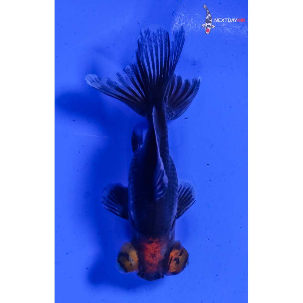 3” Imported Calico Telescope Fantail